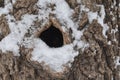 Snow covering a knot hole after a storm