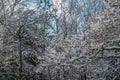 Snow on the tree branches Royalty Free Stock Photo