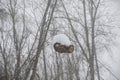 A cut tree branch that grew around a power line is covered in a snow during a blizzard. Royalty Free Stock Photo