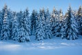 Snow covers the high mountain forests Royalty Free Stock Photo