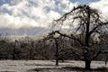 Bare Apple Trees are covered with snow in the Smokies. Royalty Free Stock Photo