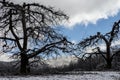 Bare Apple Trees stand beneath a snow covered mountain. Royalty Free Stock Photo