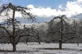 Bare Apple Trees stand beneath a snow covered mountain. Royalty Free Stock Photo