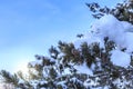 Snow covers pine tree branches with pine cones with sun light Royalty Free Stock Photo