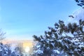 Snow covers pine tree branches with pine cones with sun light Royalty Free Stock Photo