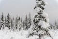 A snow covers tree in front of the forest