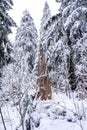the snow covers the trees and branches in the woods near a fire hydrant Royalty Free Stock Photo