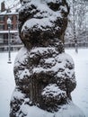 Snow Covers the Trunk of Tree In A Storm Royalty Free Stock Photo