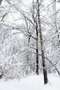 snow-cowered birch and trees in winter forest