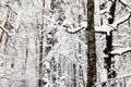snow-cowered tree trunks in winter forest