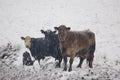 Snow Cows Royalty Free Stock Photo