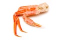 Snow crab (Chionoecetes opilio) or Tanner crab.