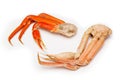 Snow crab (Chionoecetes opilio) or Tanner crab. Royalty Free Stock Photo