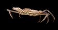 Crab opilio, snow crab isolated on black background