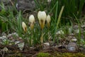 Snow Crocus chrysanthus Cream Beauty, creamy-white flowers Royalty Free Stock Photo