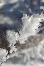 Snow crystals Royalty Free Stock Photo