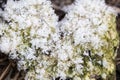 Snow Crystals