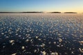 Snow crystals on frozen lake surface, Hoar frost covered dark blue ice of frozen Malaren lake, Twilight winter short day