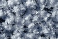Snow crystals on the ground Royalty Free Stock Photo