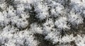 Snow crystals on the ground