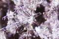 Snow Crystals Royalty Free Stock Photo