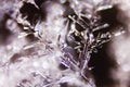 Snow Crystals Royalty Free Stock Photo