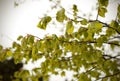 Snow cyclone in April. Green leaves of trees covered with snow