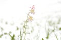 Snow cyclone in April. Snow over blooming field flowers. Close-ul view of little pink flowers