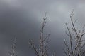 Snow dance by the barren tree branches in winter Royalty Free Stock Photo