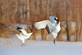Snow dance in nature. Wildlife scene from snowy nature. Cold winter. Snowy. Snowfall two Red-crowned crane in snow meadow, with sn