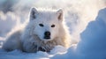 snow dog cold Royalty Free Stock Photo