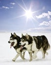 Snow dogs Royalty Free Stock Photo