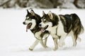 Snow dogs Royalty Free Stock Photo