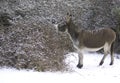 Snow donkey