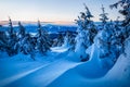 Snow drift and firs in winter Carpathian mountains at sunrise Royalty Free Stock Photo