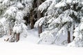 Snow rests gently on the branches of evergreen or coniferous trees Royalty Free Stock Photo