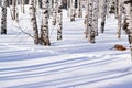 Snow drifts with a trodden path, outlined after snowstorm in a natural birch forest with large shadows from trees