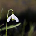 Snow drop in early spring Royalty Free Stock Photo