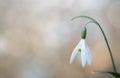 Snow drop early spring white wild flower Royalty Free Stock Photo