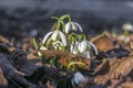 Snow drop flower in my season gardens