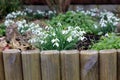 Snow Drop Flowers In A Garden Border Royalty Free Stock Photo