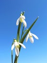 Snow drop flowers