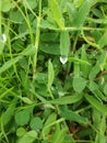 Snow drop in grass in my land