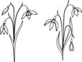 Hand drawn snow drop flower, January birth month flower