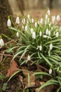 Snow drops Royalty Free Stock Photo