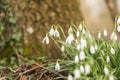 Snow drops Royalty Free Stock Photo