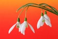 Snow-drops