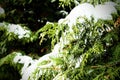 Snow and drops on coniferous branches in winter. Snow on a branch of virgin juniper. Royalty Free Stock Photo