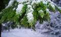 Snow drops are dripping from the Christmas tree in the winter forest,Winter background