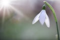 Snow drops early spring white wild flower Galanthus nivalis Royalty Free Stock Photo